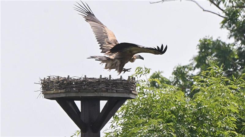 Ein Gänsegeier fliegt über einem Storchennest in der Region Hannover.