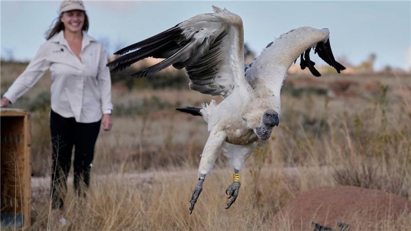 Bilder des Tages Ein Geier hebt nach seiner Freilassung in Südafrika ab.