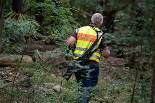 Ein Gemeindejäger läuft im Bereich der südlichen Landesgrenze von Berlin durch einen Wald.