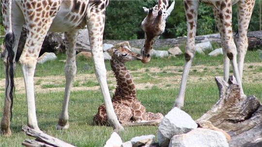 Ein Giraffen-Jungtier in einem Gehege des Berliner Tierparks.
