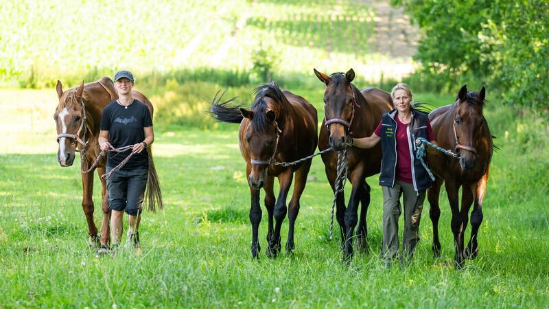Gnadenhof braucht Hilfe - Pferde und Lämmer zu teuer Ein Gnadenhof für Tiere bei Uelzen kommt an seine Grenzen.