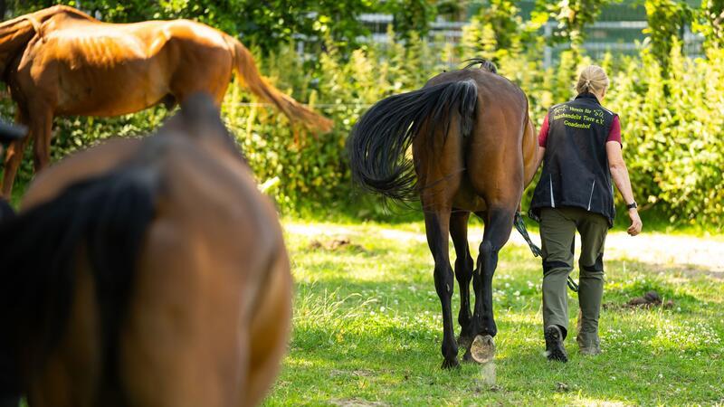 Gnadenhof braucht Hilfe - Pferde und Lämmer zu teuer Ein Gnadenhof für Tiere bei Uelzen kommt an seine Grenzen.