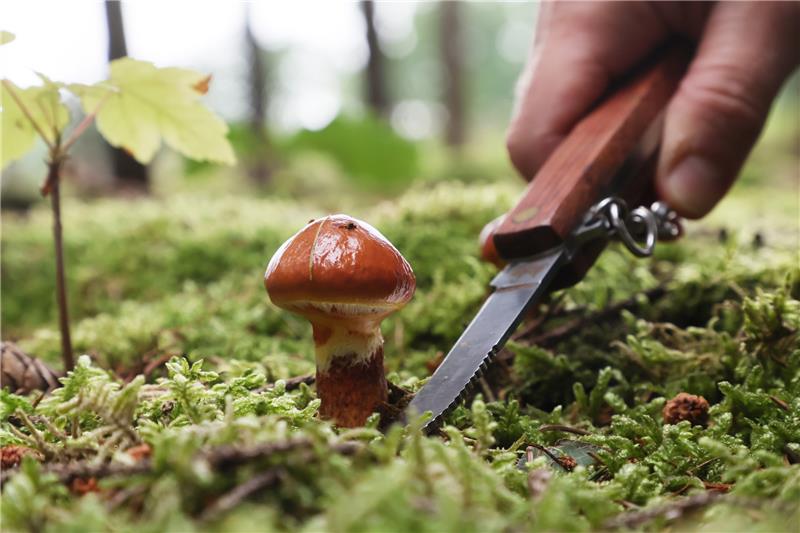 Ein Gold-Röhrling oder Goldgelbe Lärchen-Röhrling ist ein essbarer Pilz aus der Familie der Schmierröhrlingsverwandten. Foto: picture alliance/dpa | Bodo Schackow