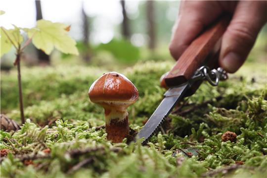 Ein Gold-Röhrling oder Goldgelbe Lärchen-Röhrling ist ein essbarer Pilz aus der Familie der Schmierröhrlingsverwandten. Foto: picture alliance/dpa | Bodo Schackow