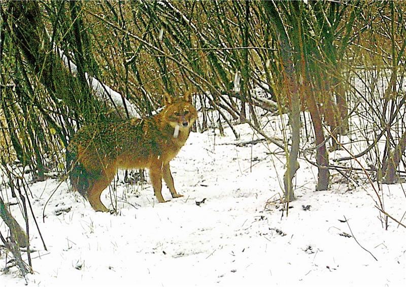 Goldschakale am Harz gesichtet Ein Goldschakal steht in einem verschneiten Waldstück bei Rastatt, fotografiert 2021 von einer automatischen Fotofalle. Foto: dpa