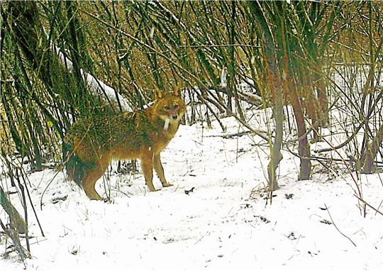 Ein Goldschakal steht in einem verschneiten Waldstück bei Rastatt, fotografiert 2021 von einer automatischen Fotofalle.  Foto: dpa