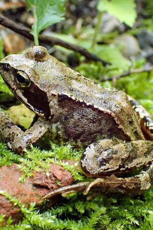 Ein Grasfrosch.
