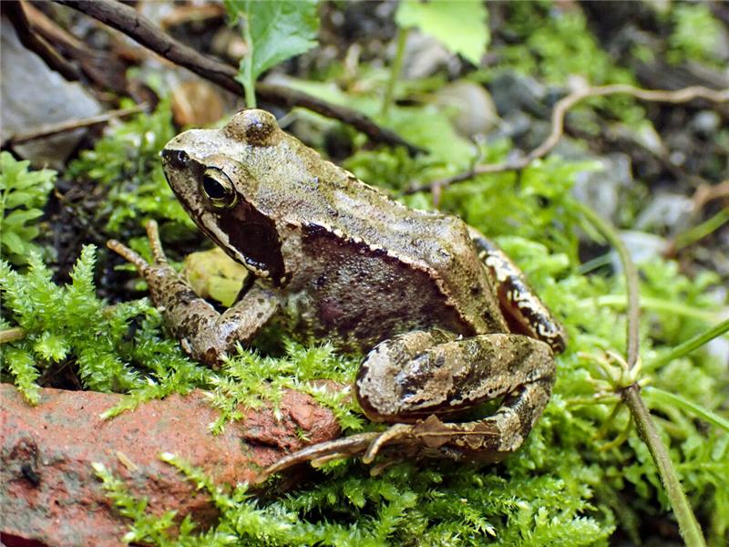 Ein Grasfrosch.