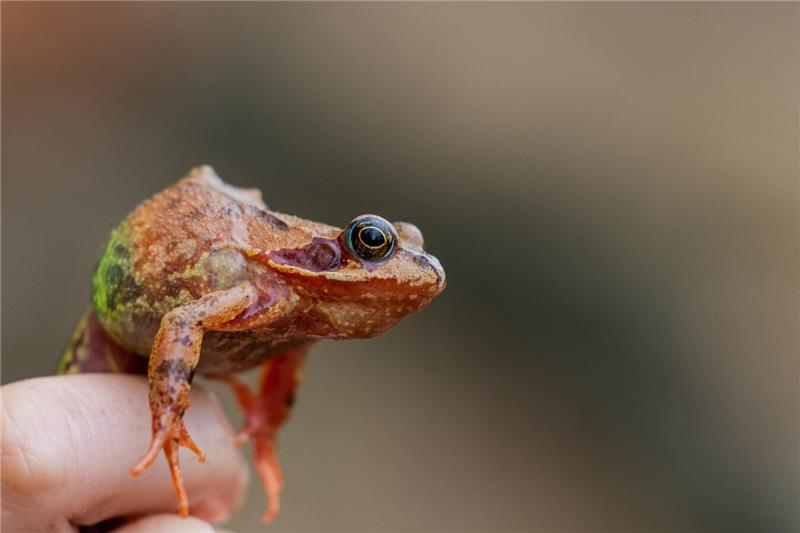 Ein Grasfrosch.