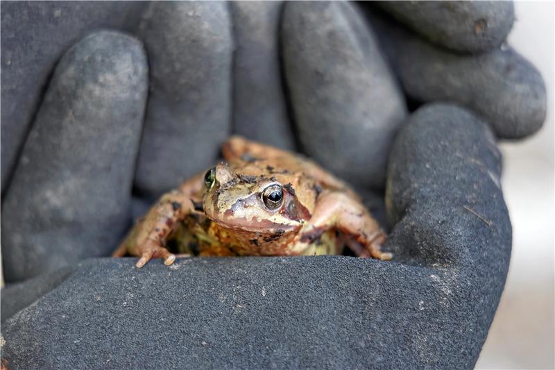 Im Landkreis Goslar: Krötenschützer suchen wieder Helfer Ein Grasfrosch sitzt sicher auf einer Hand.