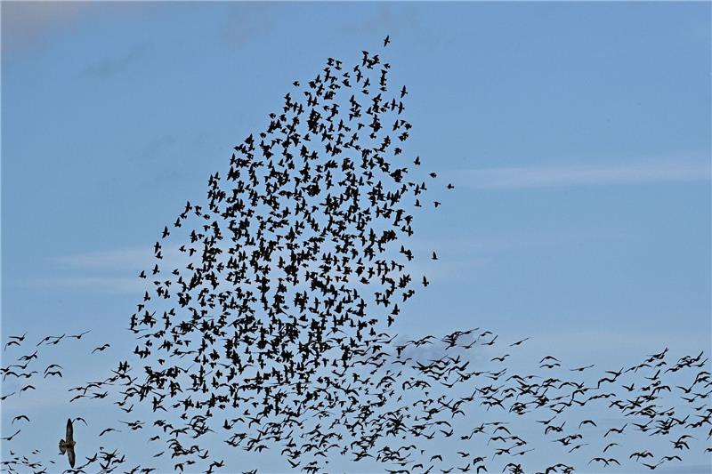 EU-Projekt schützt Wiesenvögel in Ostfriesland Ein Greifvogel (l) stößt in einen Schwarm aus Staren die sich derzeit am Himmel sammeln. Im Hintergrund sind Gänse zu sehen die fortziehen. Zugvögel gehören zu den wandernden Tierarten, die oft riesige Entfernungen zurücklegen.