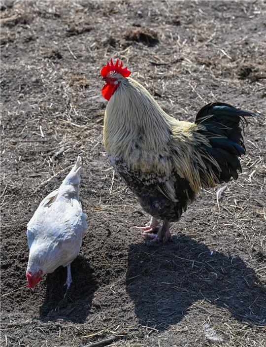 Ein Hahn und ein Huhn auf einem Bauernhof in der Freilandhaltung.