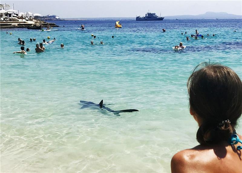 Urlaub unter Haien: Die Hotspots der Meeresjäger Ein Hai schwimmt durch flaches Wasser auf Mallorca und erschreckt Badegäste.