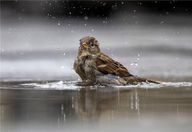 Haussperling ist häufigster Wintervogel Ein Haussperling, auch Spatz genannt, badet in einer Pfütze.