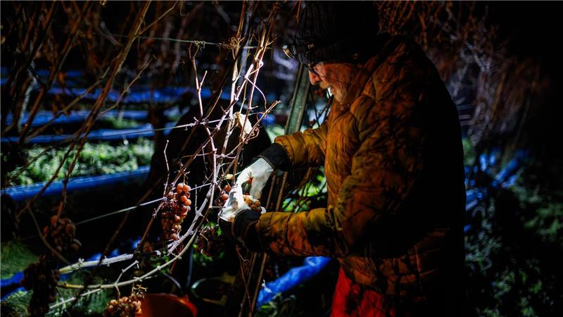 Ein Helfer erntet die gefrorenen Weintrauben in Ballrechten-Dottingen in Baden-Württemberg.
