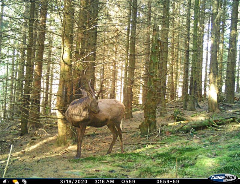 Fotofallen bestätigen: Im Nationalpark dominiert der Hirsch Ein Hirsch in einem Revier im Nationalpark. Keine andere Tierart ist laut einer Wildbeobachtung derart häufig im Harz verbreitet. Foto: Nationalpark