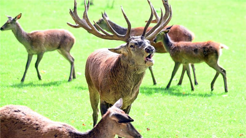Ein Hirsch (m.) stößt einen Brunftschrei aus. Das Röhren signalisiert im Spätsommer und im Frühherbst die Anwesenheit der Hirsche.
