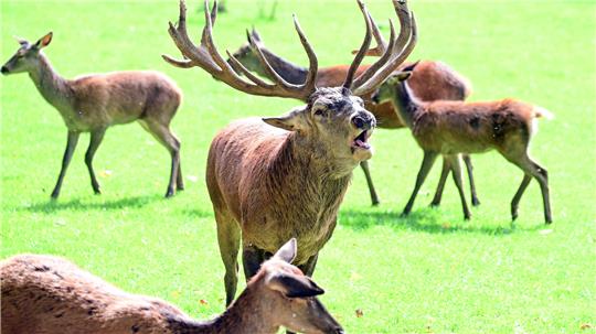 Ein Hirsch (m.) stößt einen Brunftschrei aus. Das Röhren signalisiert im Spätsommer und im Frühherbst die Anwesenheit der Hirsche.
