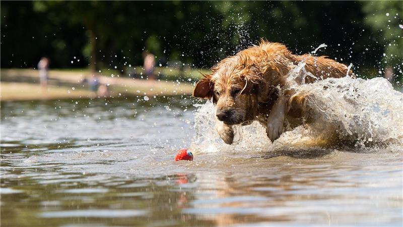 Der Spielsucht verfallen – das sind auch manche Hunde Ein Hund, der so verliebt in sein Spielzeug ist, dass er nicht von ihm lassen mag: Klingt süß, kann für den Vierbeiner aber gefährlich sein. (Archivbild)