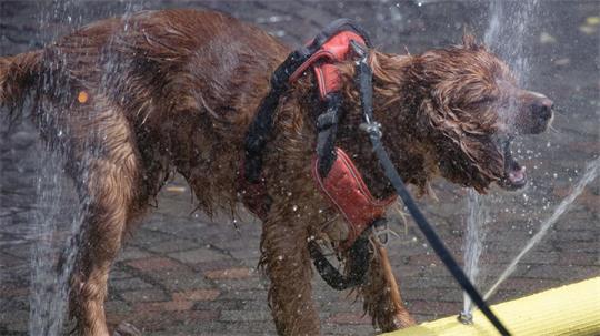 Ein Hund genießt eine Wasserfontäne. Auch den Vierbeinern macht die Hitze zu schaffen.