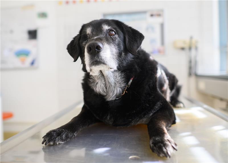 Ein Hund mit diagnostizierter Demenz sitzt einem Behandlungsraum der Tierärztlichen Hochschule (TiHo) Hannover. Die Tiho bietet eine Sprechstunde für demente Hunde und Katzen an. Sehr viele Hunde und Katzen leiden im Alter an Demenz. Foto: dpa