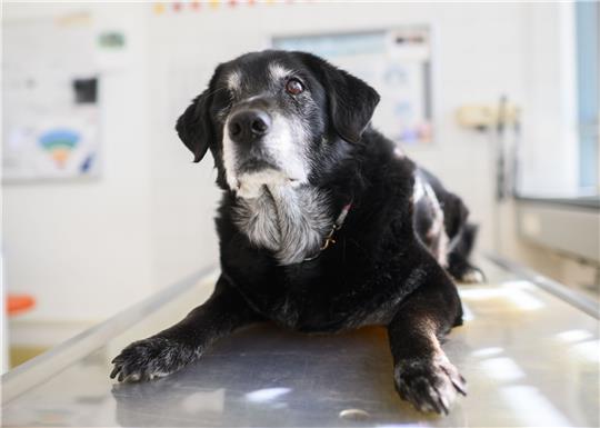 Ein Hund mit diagnostizierter Demenz sitzt einem Behandlungsraum der Tierärztlichen Hochschule (TiHo) Hannover. Die Tiho bietet eine Sprechstunde für demente Hunde und Katzen an. Sehr viele Hunde und Katzen leiden im Alter an Demenz. Foto: dpa