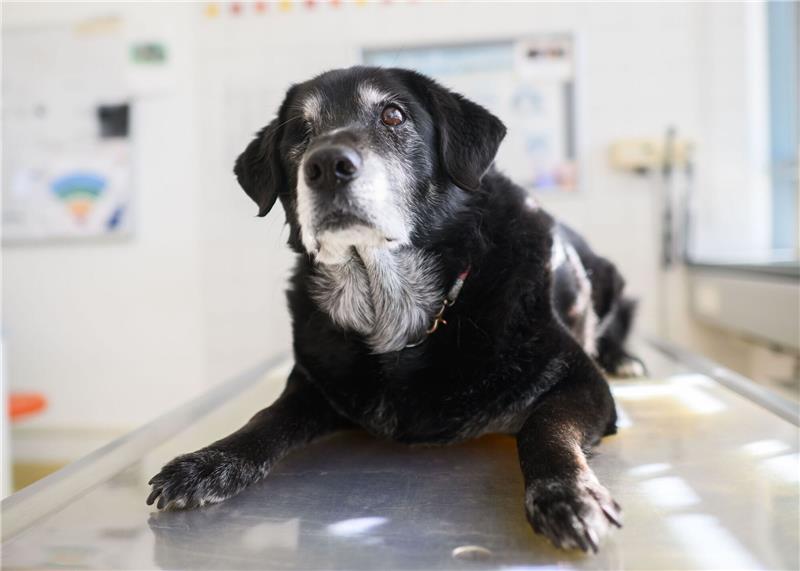 Demenz bei Katzen und Hunden: Patienten „unterversorgt” Ein Hund mit diagnostizierter Demenz sitzt einem Behandlungsraum.