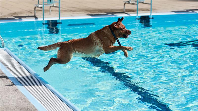 Ein Hund springt ins Ilsestrandbad in Wasserleben.