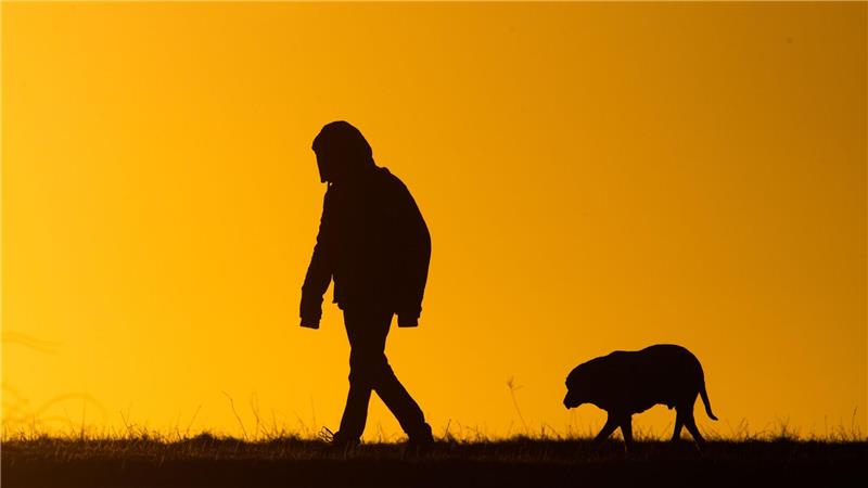 Ein Hund stirbt, nachdem er giftige Köder gegessen hat. (Symbolbild)