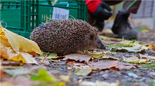 Ein Igel erkundet das Gelände der Wildtieraufnahmestation im Tiergarten Halberstadt. 