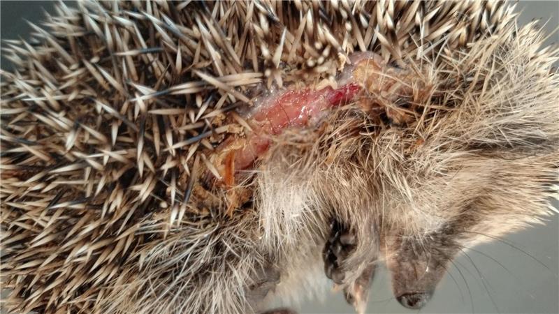Igel-Population „im Sinkflug“ – wie man helfen kann Ein Igel mit Schnittverletzungen durch einen Mähroboter