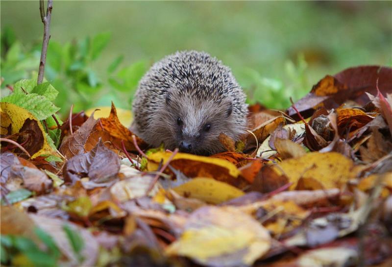 Landestierschutzbeauftragte: Mähroboter für Igel eine Gefahr Ein Igel sitzt in feuchtem Laub.