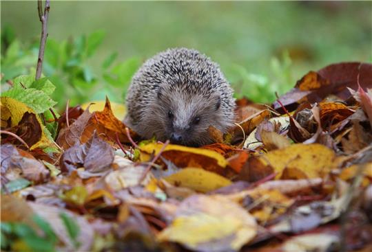 Ein Igel sitzt in feuchtem Laub.