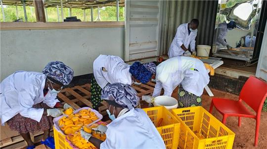 Ein Inensus-Projekt in Uganda: Mangos werden direkt nach der Ernte in einem solarbetriebenen Trockenschrank getrocknet und erst dann weitertransportiert.