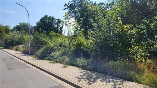 Ein Investor will das zugewachsene Grundstück an der Walter-Krämer-Straße mit Reihenhäusern bebauen. Die Goslarer Umweltverbände melden Protest an.
