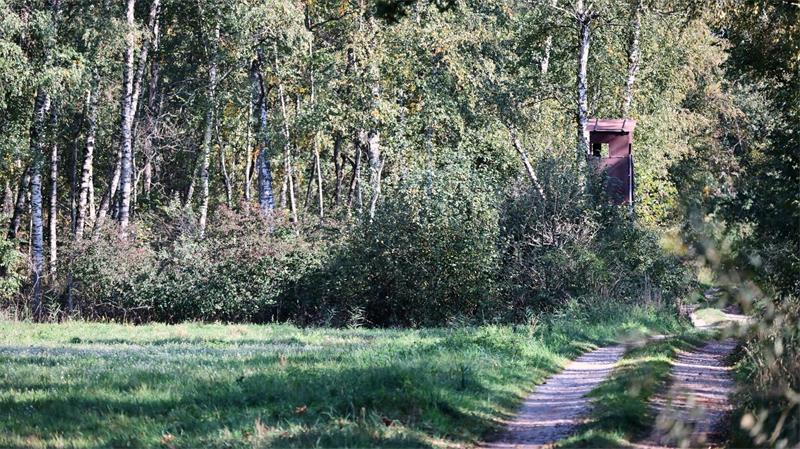 Streift ein Puma durch Oberbayern? Was bisher bekannt ist Ein Jäger hatte das fragliche Tier im Notzinger Moos durch eine Wärmebildkamera beobachtet. (Archivbild)