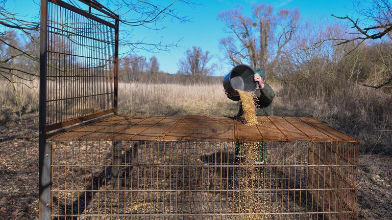 Wildschwein tötet Hund in St. Andreasberg Ein Jäger schüttet Maiskörner in eine Saufang-Falle. Im Kampf gegen die Wildschweine in St. Andreasberg wird darüber nachgedacht, auch diese Fallen einzusetzen.