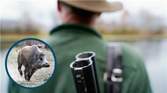 Ein Wildschweine rennt auf Rasen und ein Jäger steht mit seiner Flinte auf dem Rücken in der Natur.