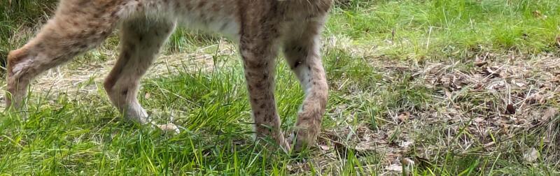 Ein Jahr alt ist der zugezogene Luchs aus Nürnberg, und somit noch nicht vollständig ausgewachsen.