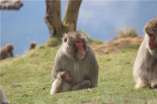 Ein Japanmakak (Macaca fuscata) im Highland Wildlife Park im schottischen KIncraig.