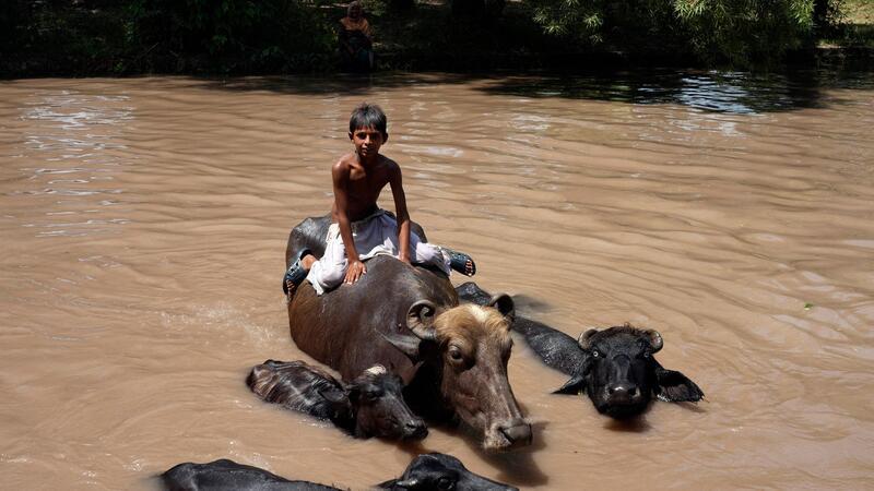 Ein Junge sitzt auf einem Büffel, während er sich bei heißem Wetter in einem Kanal abkühlt.