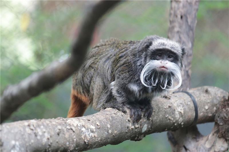 Mysteriöser Tierraub in Zoo - Mutmaßlicher Affendieb gefasst Ein Kaiserschnurrbarttamarin im Zoo von Dallas.