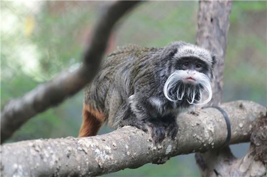 Ein Kaiserschnurrbarttamarin im Zoo von Dallas.