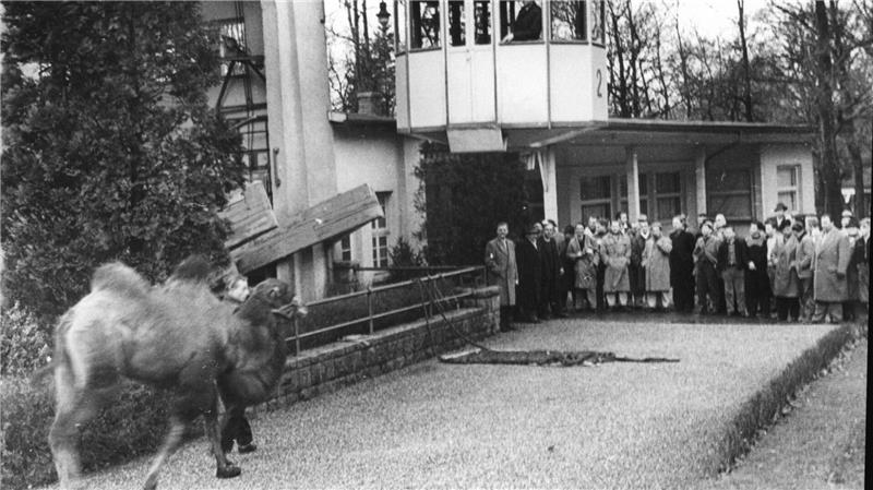 Das sind Bad Harzburgs kurioseste Tiergeschichten Ein Kamel eröffnet 1956 an der Burgberg-Seilbahn die Winterkursaison.