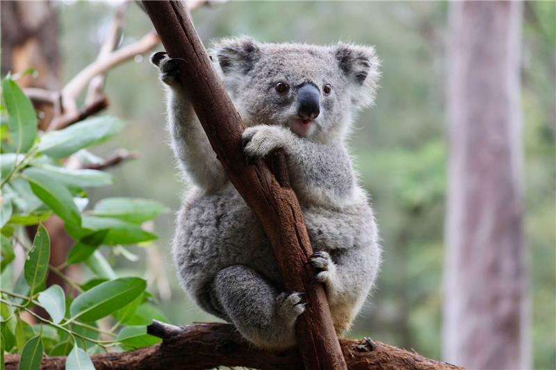 Koalas und Co. in Not: Australien will Artensterben stoppen Ein Koala im australischen Mongo Valley Wildlife Sanctuary.