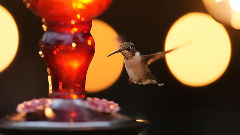 Ein Kolibri schwebt in der Abenddämmerung um einen Futterspender in der texanischen Stadt San Antonio herum.