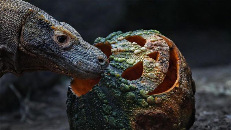 Ein Komodowaran nähert sich im Zoo von Cali in Kolumbien einem mit Fleisch gefüllten Kürbis. 