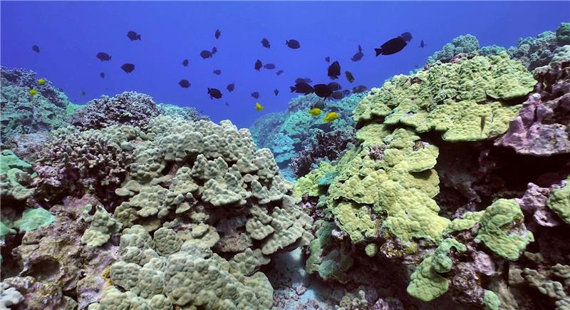 Studie zu Schutzmaßnahmen für bedrohte Korallenriffe Ein Korallenriff vor der Insel Hawaii.