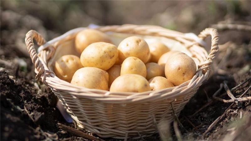 Kulinarisch und kulturell: Comeback der Kartoffel? Ein Korb mit Kartoffeln der Sorte „Gala“ steht auf einem Feld in Thüringen. (Foto: Archiv)