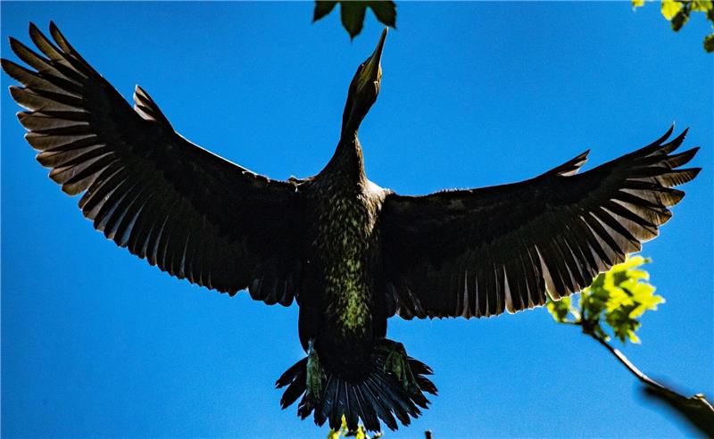 Sind Kormorane schuld am Dorsch-Mangel? Ein Kormoran fliegt über der Kormoran-Kolonie in Niederhof bei Stralsund im Landkreis Vorpommern-Rügen.